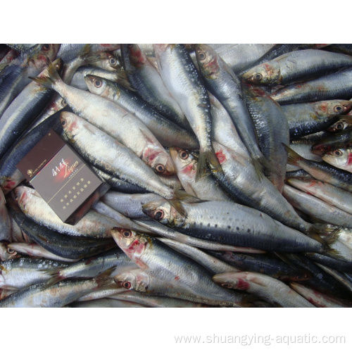 Frozen Sardine Whole Round Lighting Caught Fish 80-100g